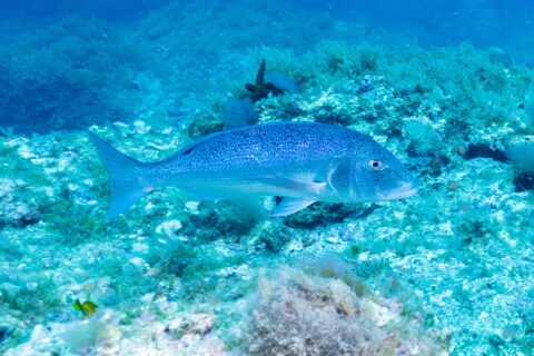 A common dentex swimming in profile to the right above a seaweed-covered rocky bottom: oval, elongated body, bluish gray with pink glints, scattered with small black spots on the back and flanks, large head with a rounded profile and forked tail.