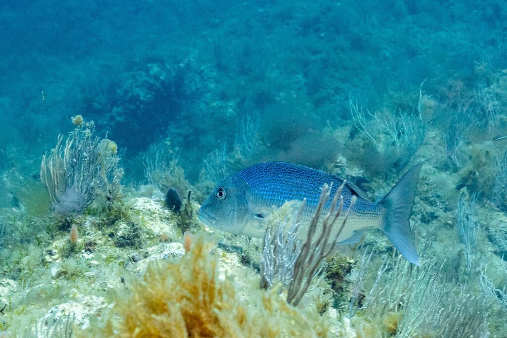 An adult common dentex swimming to the left among white gorgonians, over a seaweed-covered rocky bottom: bright blue back scattered with small dark dots, paler belly, massive head with a rounded profile and forked tail.