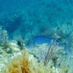 An adult common dentex swimming to the left among white gorgonians, over a seaweed-covered rocky bottom: bright blue back scattered with small dark dots, paler belly, massive head with a rounded profile and forked tail.