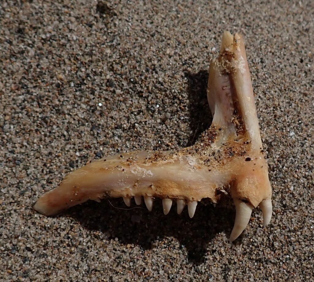 A common dentex jawbone lying on sand: a row of small conical teeth and, at the front, two large curved white canines.