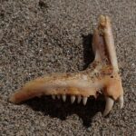 A common dentex jawbone lying on sand: a row of small conical teeth and, at the front, two large curved white canines.