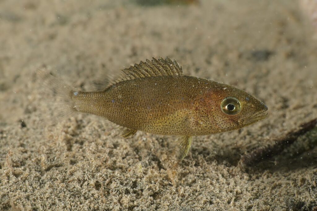 A young common dentex just above a sandy bottom: elongated olive-brown body covered in tiny black dots, a few blue dots, large golden eye, almost straight head profile and raised spiny dorsal fin.