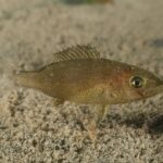 A young common dentex just above a sandy bottom: elongated olive-brown body covered in tiny black dots, a few blue dots, large golden eye, almost straight head profile and raised spiny dorsal fin.
