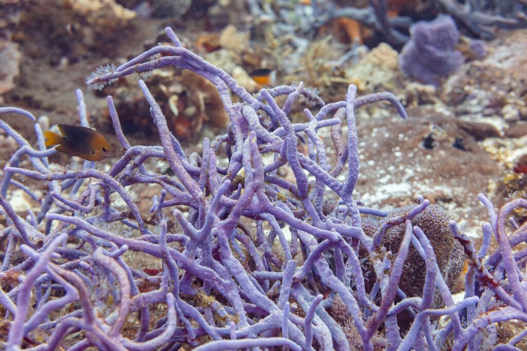 A clump of purple rope sponges on the Cozumel reef, with a small brown damselfish with a yellow tail in front