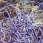 A clump of purple rope sponges on the Cozumel reef, with a small brown damselfish with a yellow tail in front