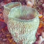 An azure vase sponge, a blue-green cup with pleated walls, standing on a wall covered in red algae and corals, in Cozumel
