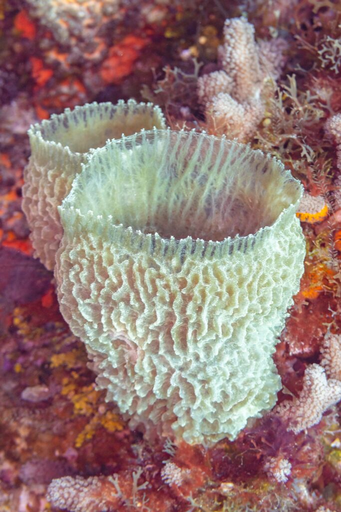 An azure vase sponge, a blue-green cup with pleated walls, standing on a wall covered in red algae and corals, in Cozumel