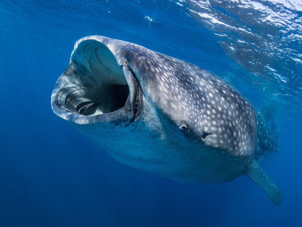 A whale shark seen head-on just below the surface, mouth wide open to filter plankton, its gray skin speckled with white spots in deep blue water