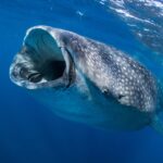 A whale shark seen head-on just below the surface, mouth wide open to filter plankton, its gray skin speckled with white spots in deep blue water