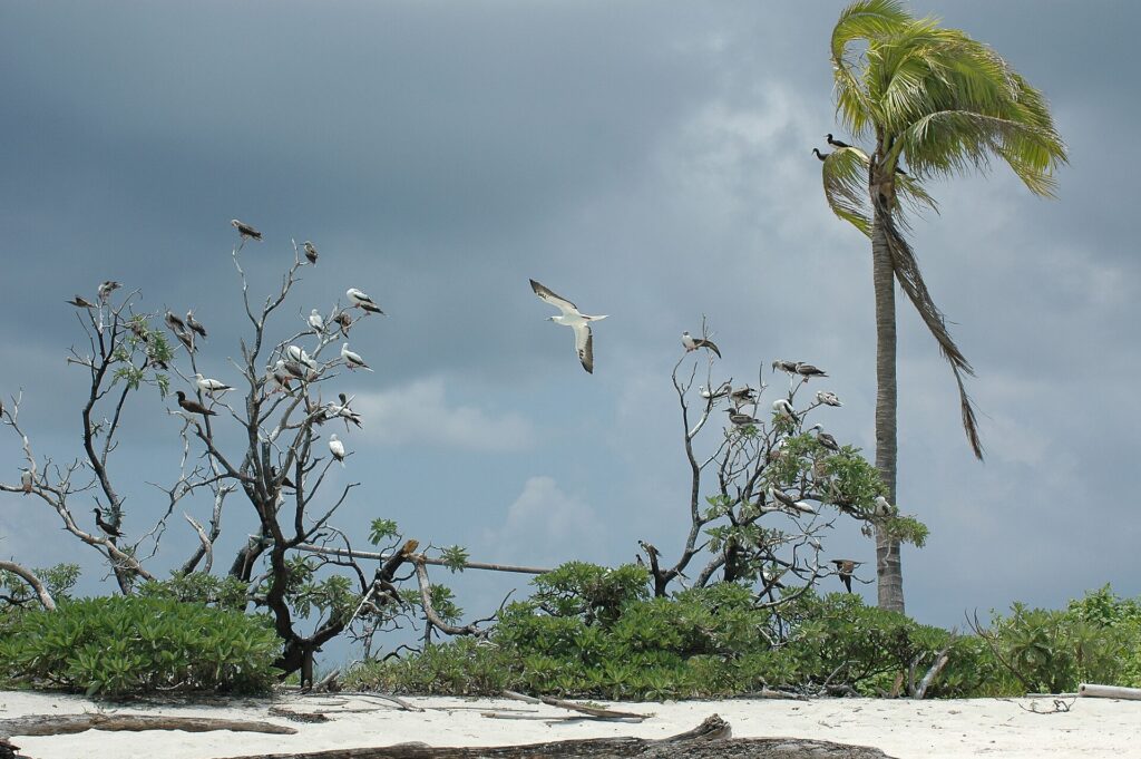 Dozens of boobies, white with red feet or brown with white bellies, perched on the bare branches of shrubs at the edge of a white sand beach, one in flight, under a stormy sky, a wind-bent coconut palm on the right.