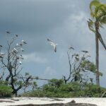 Dozens of boobies, white with red feet or brown with white bellies, perched on the bare branches of shrubs at the edge of a white sand beach, one in flight, under a stormy sky, a wind-bent coconut palm on the right.