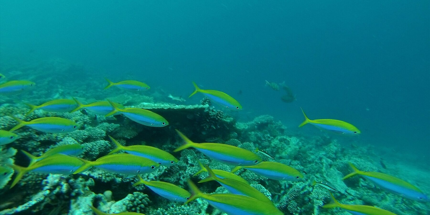A school of fusiliers with bright yellow backs and blue flanks streaming over a hard coral reef, in green water