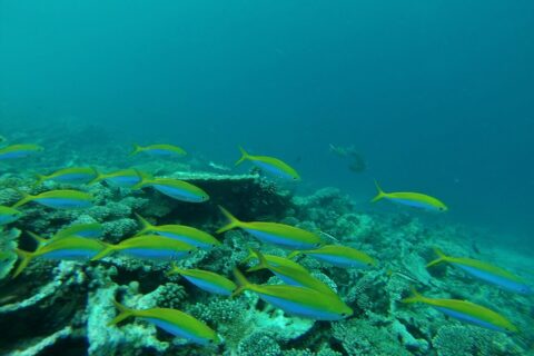 A school of fusiliers with bright yellow backs and blue flanks streaming over a hard coral reef, in green water