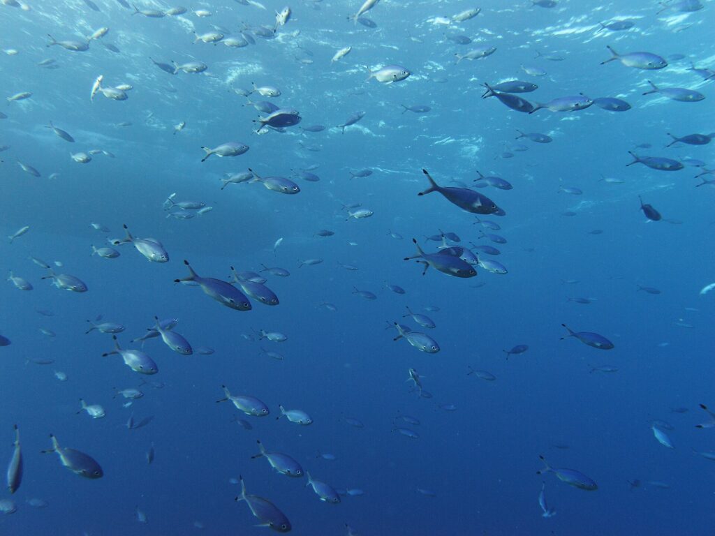 A school of silvery-blue fusiliers swimming in open water below the surface, their deeply forked tails dark-tipped