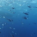 A school of silvery-blue fusiliers swimming in open water below the surface, their deeply forked tails dark-tipped