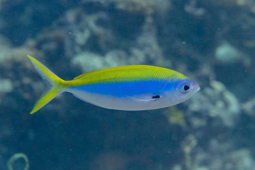 A yellowback fusilier in profile, its spindle-shaped body yellow above, bright blue in the middle and white below, its yellow tail deeply forked and a black spot at the base of the pectoral fin