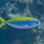 A yellowback fusilier in profile, its spindle-shaped body yellow above, bright blue in the middle and white below, its yellow tail deeply forked and a black spot at the base of the pectoral fin