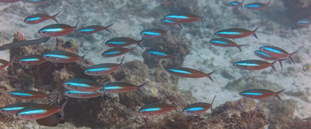 A school of fusiliers with reddish-brown bodies crossed by an electric-blue band swimming over a reef and sand, their forked tails edged in dark