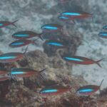 A school of fusiliers with reddish-brown bodies crossed by an electric-blue band swimming over a reef and sand, their forked tails edged in dark