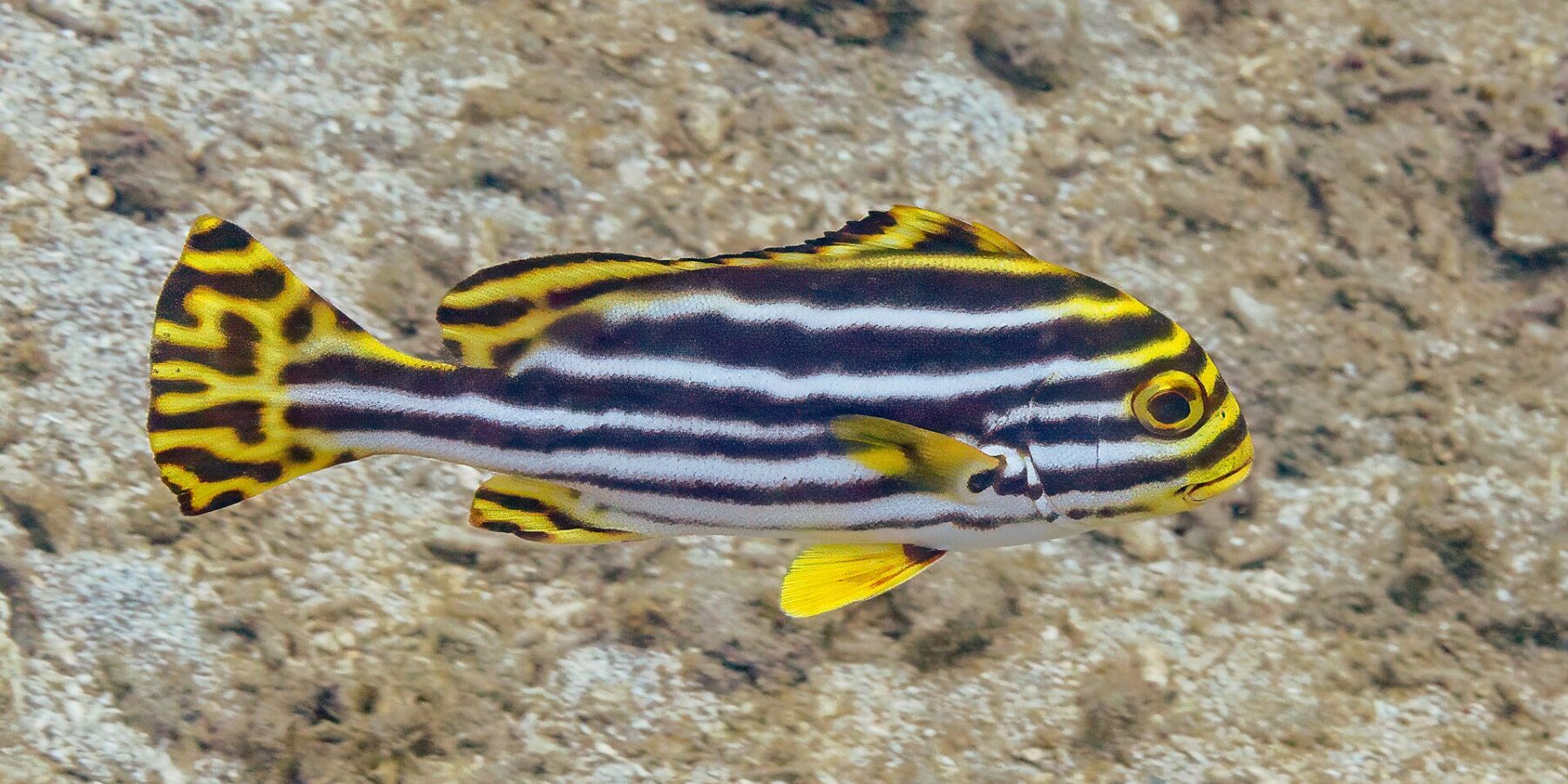 An adult oriental sweetlips in profile above the sand, striped lengthwise with black and white bands, its snout and forehead yellow, its yellow fins marbled with black