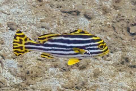An adult oriental sweetlips in profile above the sand, striped lengthwise with black and white bands, its snout and forehead yellow, its yellow fins marbled with black
