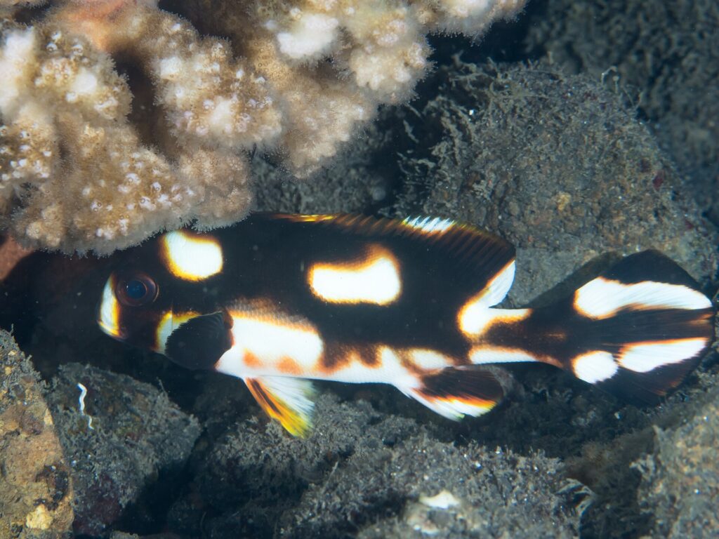 A young oriental sweetlips sheltering under a coral, its brown-black body scattered with large orange-ringed white spots, the pectoral fin black
