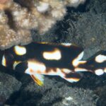 A young oriental sweetlips sheltering under a coral, its brown-black body scattered with large orange-ringed white spots, the pectoral fin black