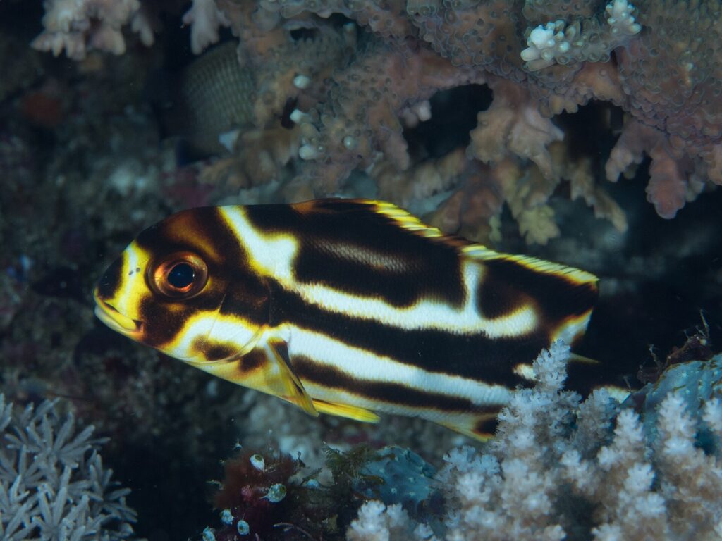 A larger young oriental sweetlips under branching coral, dark brown crossed by wide irregular white bands, its snout and fin edges yellow