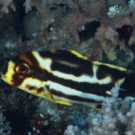 A larger young oriental sweetlips under branching coral, dark brown crossed by wide irregular white bands, its snout and fin edges yellow