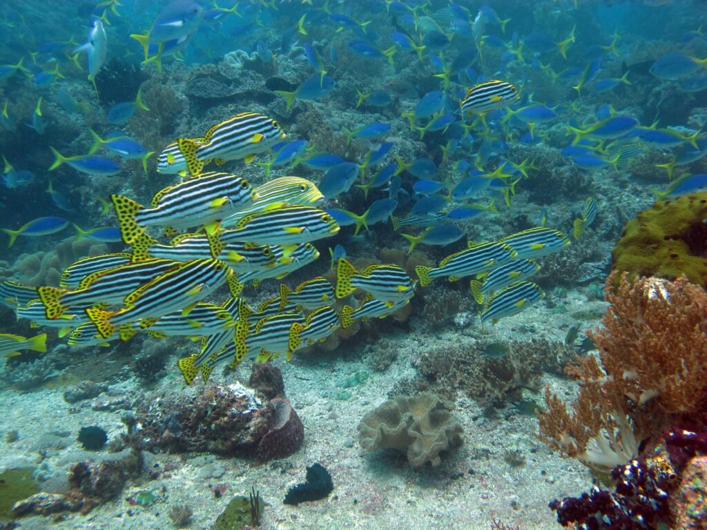 A school of oriental sweetlips striped black and white, with black-spotted yellow fins, in front of a cloud of blue yellowtail fusiliers, above a bottom of sand and soft corals.