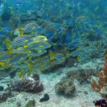A school of oriental sweetlips striped black and white, with black-spotted yellow fins, in front of a cloud of blue yellowtail fusiliers, above a bottom of sand and soft corals.