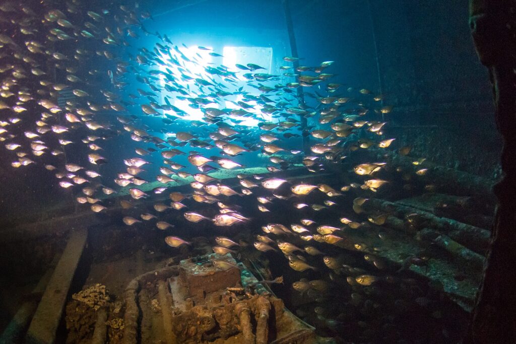 A school of small silver fish fills a room of the Giannis D, backlit by an opening, above coral-encrusted machinery