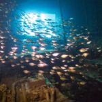 A school of small silver fish fills a room of the Giannis D, backlit by an opening, above coral-encrusted machinery