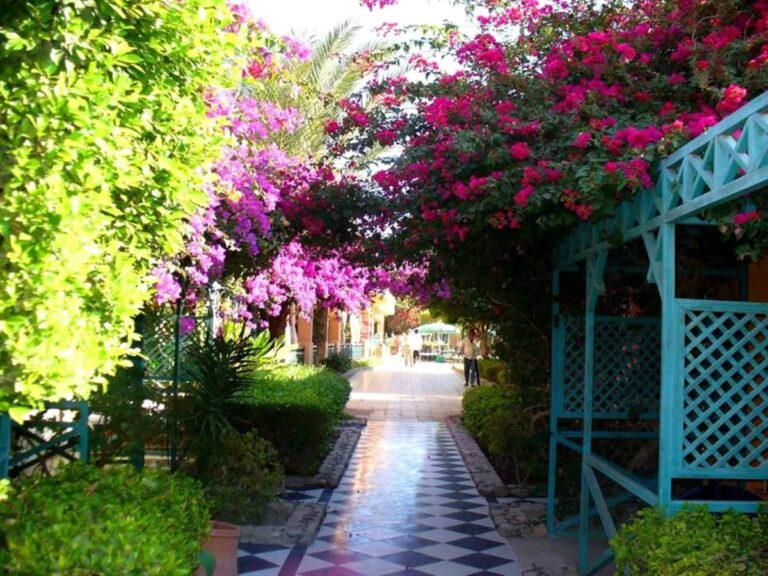 A black and white checkered path under flowering bougainvillea