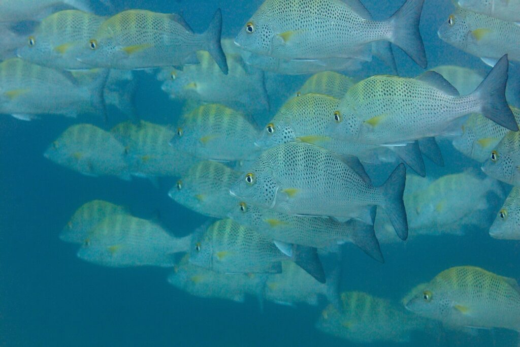A school of silvery graybar grunts with yellow fins, packed tightly together in milky blue water