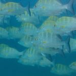 A school of silvery graybar grunts with yellow fins, packed tightly together in milky blue water