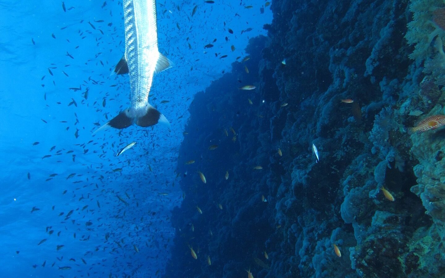A great barracuda hanging vertically along the Elphinstone wall, in the middle of a cloud of small fish