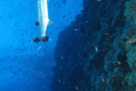 A great barracuda hanging vertically along the Elphinstone wall, in the middle of a cloud of small fish