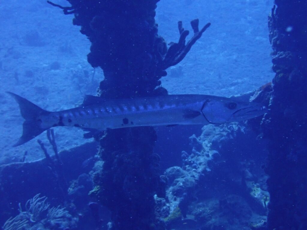 A great barracuda passing in profile in front of sponge-covered pillars, head to the right: long silvery body with dark bars on the back, a few scattered black spots toward the tail and a forked tail.