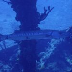 A great barracuda passing in profile in front of sponge-covered pillars, head to the right: long silvery body with dark bars on the back, a few scattered black spots toward the tail and a forked tail.
