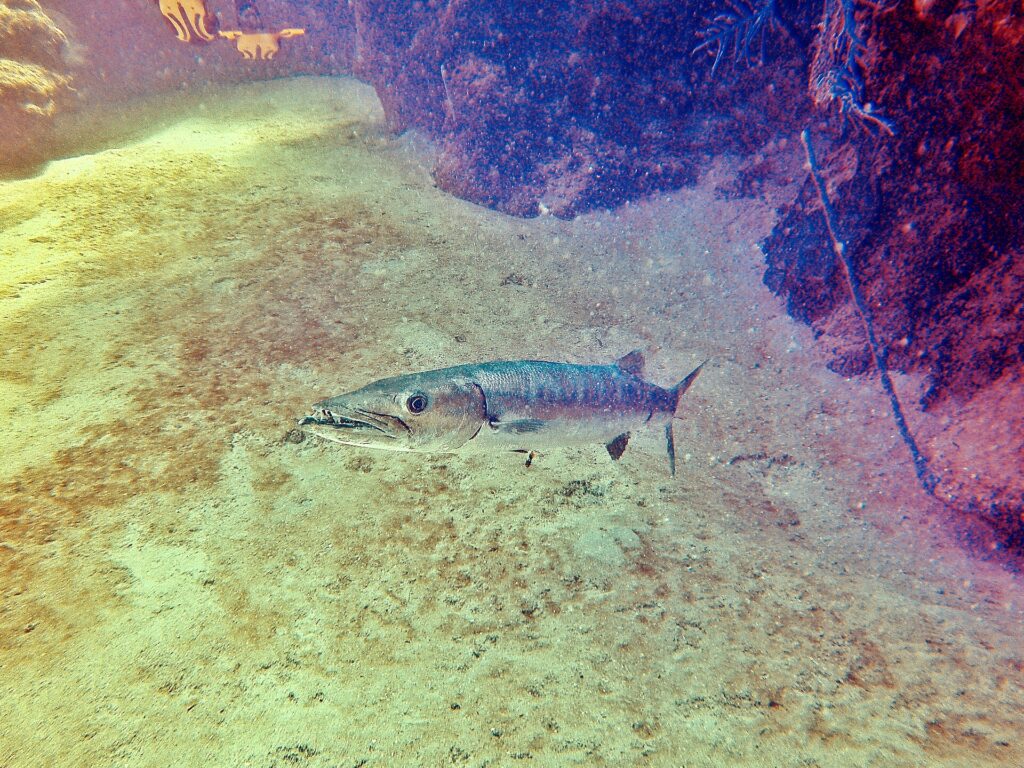 A great barracuda above a sandy bottom, head to the left, mouth half open: prominent lower jaw lined with long pointed teeth, large eye, long silvery body; sponge-covered rocks on the right.