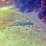 A great barracuda above a sandy bottom, head to the left, mouth half open: prominent lower jaw lined with long pointed teeth, large eye, long silvery body; sponge-covered rocks on the right.