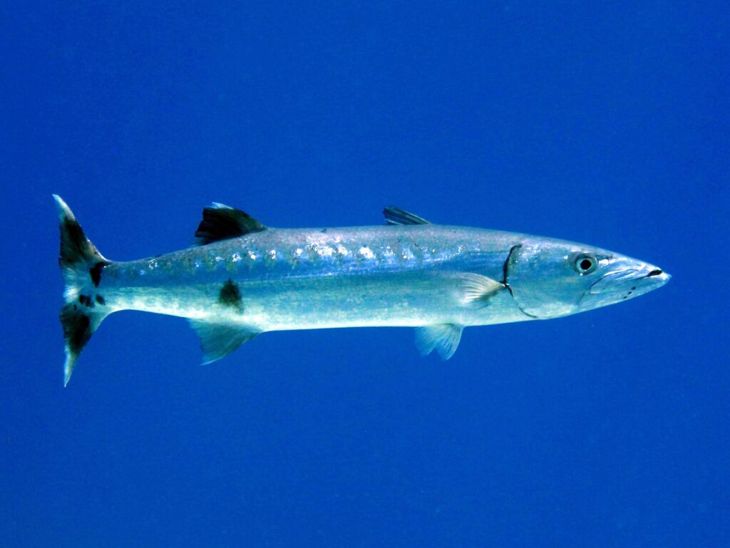 A great barracuda in profile in open blue water, head to the right: long silvery body, a few scattered black spots on the lower flanks, two widely spaced dorsal fins, prominent lower jaw and dark forked tail with white tips.