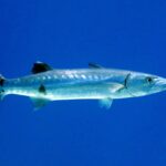 A great barracuda in profile in open blue water, head to the right: long silvery body, a few scattered black spots on the lower flanks, two widely spaced dorsal fins, prominent lower jaw and dark forked tail with white tips.