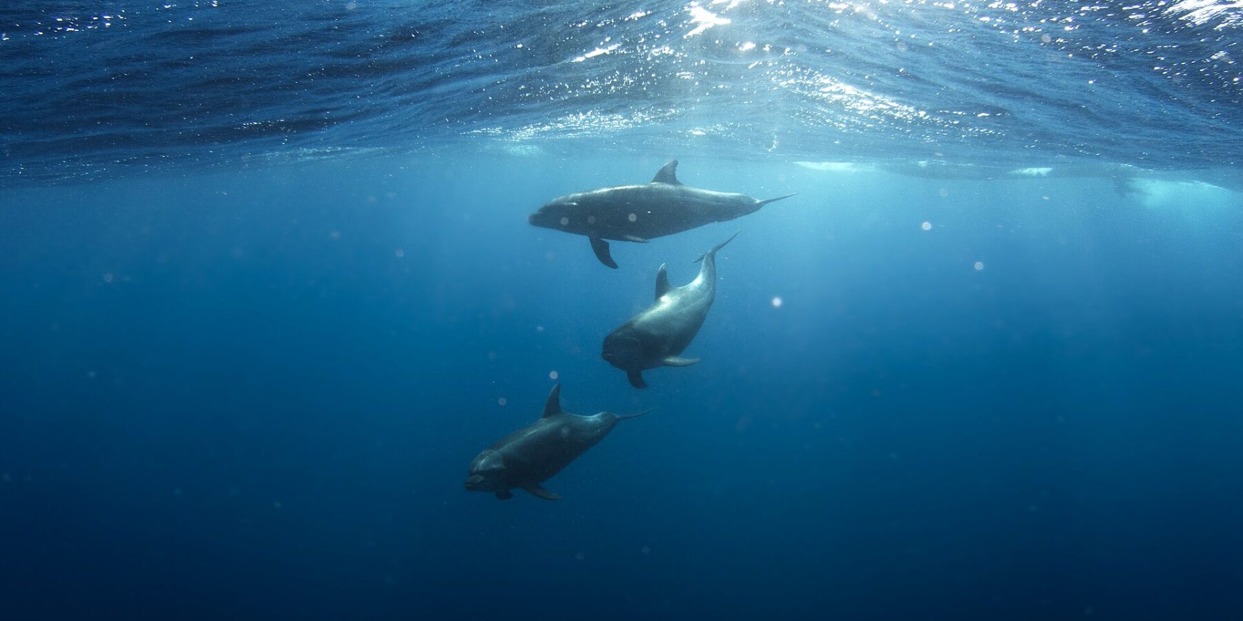 Three bottlenose dolphins swimming below the surface in deep blue, one behind the other, gray, with short beaks and curved dorsal fins, in sunlight filtering through the waves
