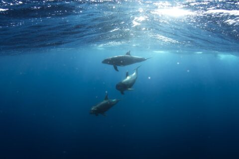 Three bottlenose dolphins swimming below the surface in deep blue, one behind the other, gray, with short beaks and curved dorsal fins, in sunlight filtering through the waves