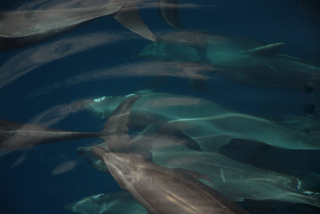 Several bottlenose dolphins swimming in a tight group just below the surface, seen from above, gray against dark blue, dorsal fins and short beaks clearly visible