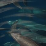 Several bottlenose dolphins swimming in a tight group just below the surface, seen from above, gray against dark blue, dorsal fins and short beaks clearly visible