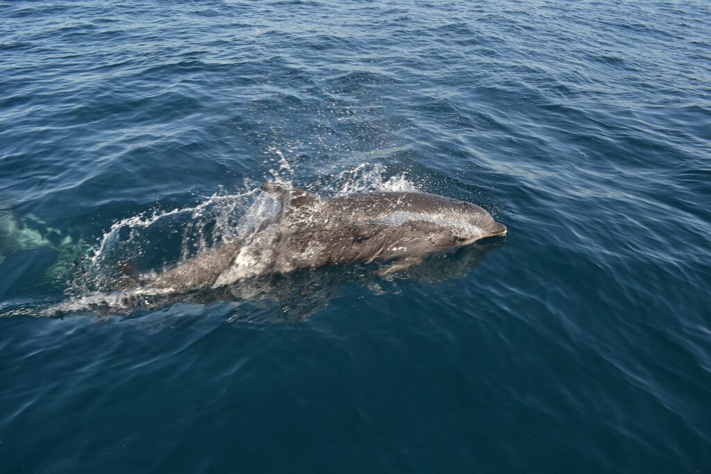 A gray bottlenose dolphin surfacing alongside a boat, head to the right, in a spray of water: the short beak, the rounded forehead and the dorsal fin; a second dolphin swims underwater on the left