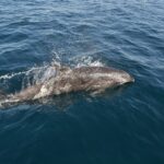 A gray bottlenose dolphin surfacing alongside a boat, head to the right, in a spray of water: the short beak, the rounded forehead and the dorsal fin; a second dolphin swims underwater on the left